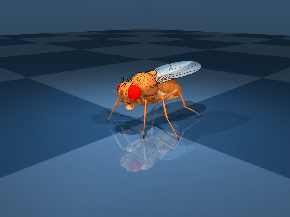 The MuJoCo fruit fly standing on a chequered floor, rendered from the flybody model